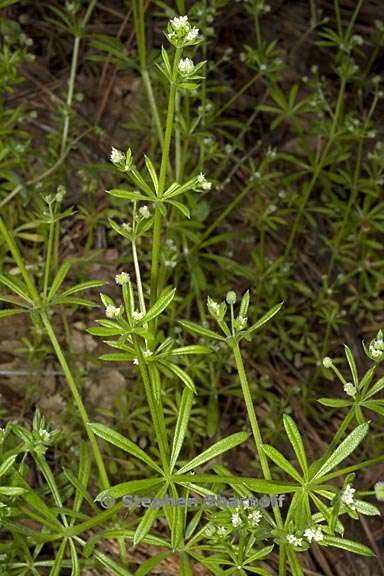 galium aparine 1 graphic